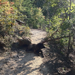 Auxier Ridge, a year after the fire